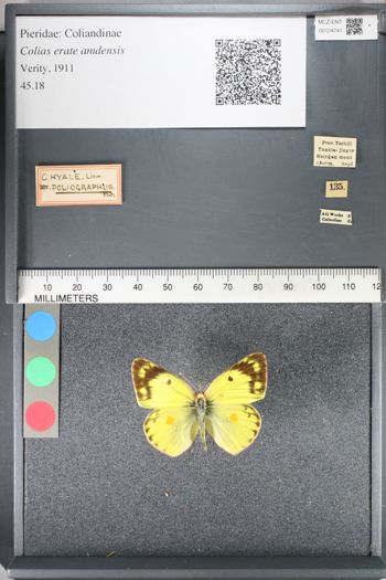 Media type: image;   Entomology 124741